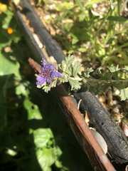 Olearia astroloba