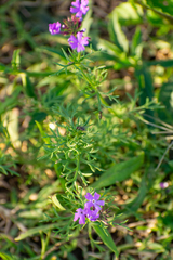 Glandularia aristigera
