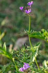 Glandularia aristigera