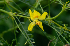 Parkinsonia aculeata