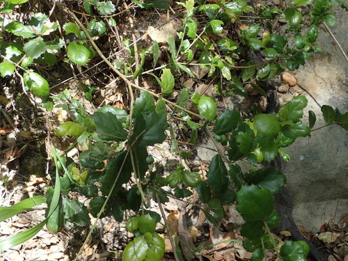iNaturalist observation photo of coast live oak