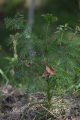 Araucaria cunninghamii