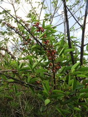 Erythrina crista-galli