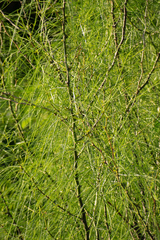 Parkinsonia aculeata