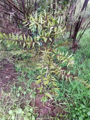 Podocarpus laetus