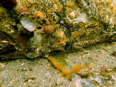 Dipulus multiradiatus
