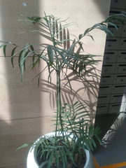 Tracheophyta