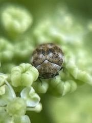 Anthrenus verbasci