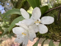 Sarcochilus niveus
