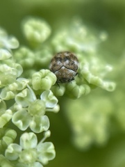 Anthrenus verbasci