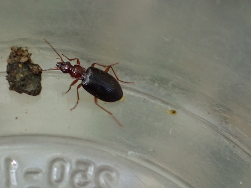 iNaturalist observation photo of Platynus brunneomarginatus