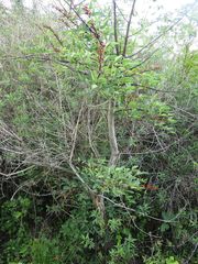 Erythrina crista-galli