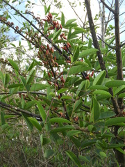 Erythrina crista-galli
