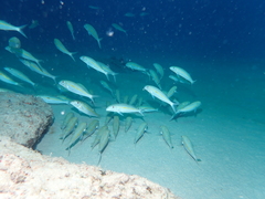 Mullidae