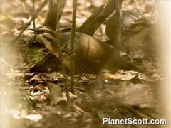 Mesitornis variegatus