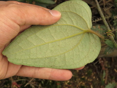 Smilax tomentosa