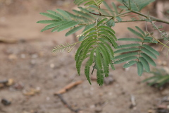 Acacia glaucocarpa