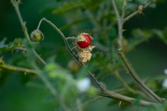 Solanum sisymbriifolium
