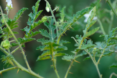 Solanum sisymbriifolium