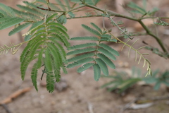 Acacia glaucocarpa