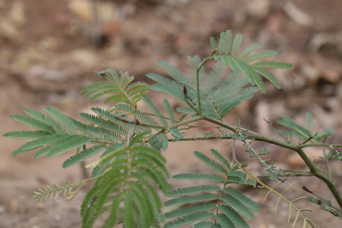 Image of Acacia glaucocarpa by (c) Greg Tasney, some rights reserved (CC BY-SA)