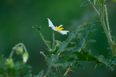Solanum sisymbriifolium