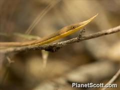Langaha madagascariensis