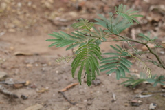Acacia glaucocarpa