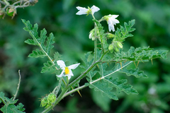 Solanum sisymbriifolium