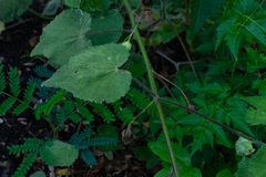Abutilon grandifolium