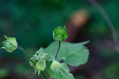 Abutilon grandifolium