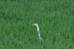 Ardea alba
