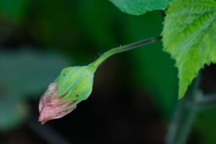 Abutilon grandifolium