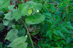 Abutilon grandifolium