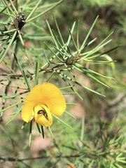 Gompholobium grandiflorum