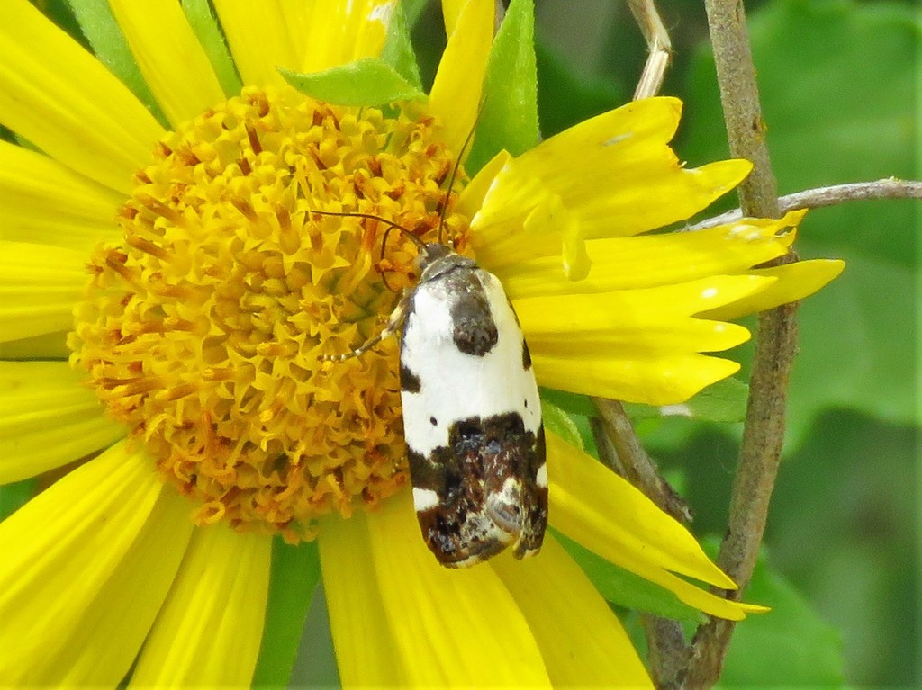 Tarache abdominalis
