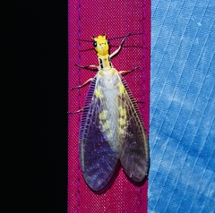 Protohermes costalis