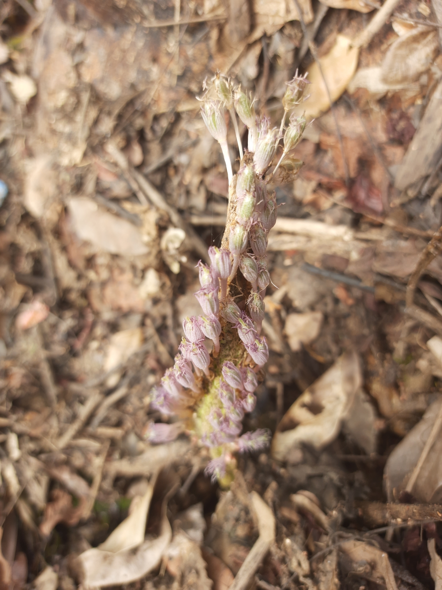 Mourera fluviatilis