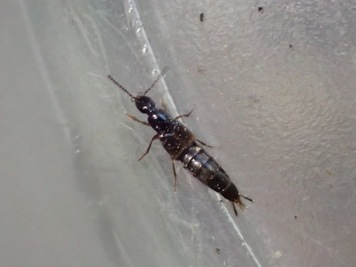 iNaturalist observation photo of Philonthina