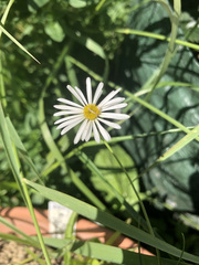 Brachyscome basaltica