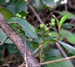 Coptosperma