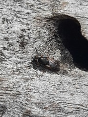 Acanthasargus