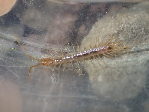 iNaturalist observation photo of Lithobiidae