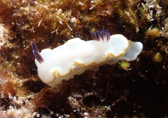 Ardeadoris scottjohnsoni