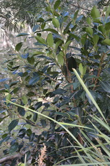 Ficus obliqua