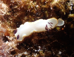 Ardeadoris scottjohnsoni