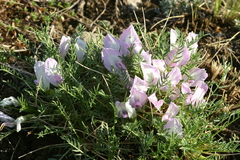 Oxytropis squammulosa