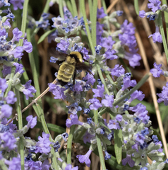 Bombus fervidus