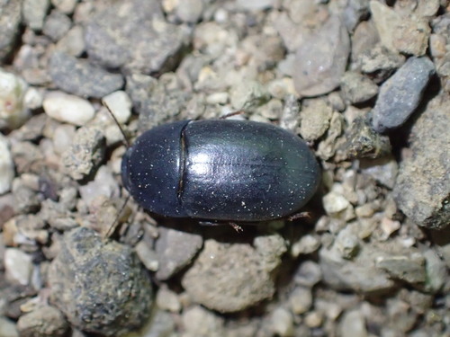iNaturalist observation photo of Coniontis