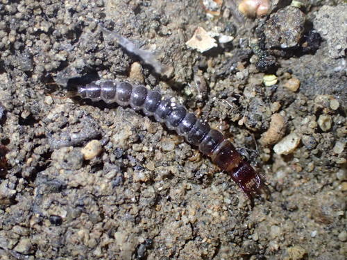 iNaturalist observation photo of Beetles